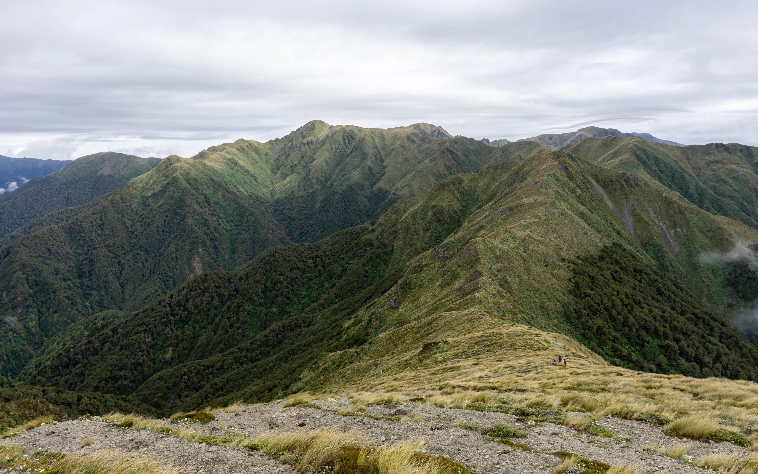 Subalpine ridge between Mt Holdsworth and Pukeahurangi / Jumbo